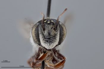 Media type: image;   Entomology 793804 Aspect: head frontal view